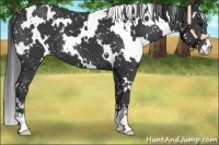 Horse Color:White Spotted Black Sabino Appaloosa 