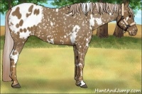Horse Color:White Spotted Chocolate Palomino Appaloosa