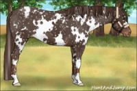 Horse Color:White Spotted Liver Chestnut Snowflake Varnish