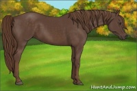 Horse Color:Liver Chestnut Sabino 