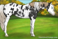 Horse Color:White Spotted Liver Chestnut Splash Appaloosa 