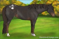 Horse Color:Liver Chestnut Appaloosa 