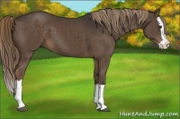 Horse Color:Liver Chestnut Splash 