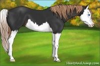 Horse Color:Liver Chestnut Splash 