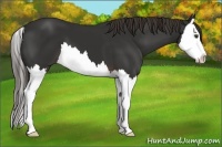 Horse Color:Liver Chestnut Splash 