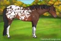Horse Color:Bay Appaloosa 