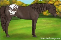 Horse Color:Liver Chestnut Appaloosa 