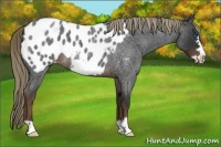 Horse Color:Liver Red Roan Frame Appaloosa
