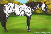 Horse Color:Liver Chestnut Sabino Appaloosa