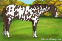 Horse Color:Liver Chestnut Sabino Splash Near Leopard 