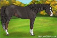 Horse Color:Liver Chestnut Sabino Splash 