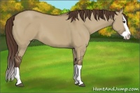 Horse Color:Liver Red Dun Splash 