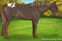 Horse Color:Liver Red Roan Appaloosa 