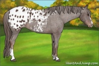 Horse Color:Liver Chestnut Sabino Appaloosa Rabicano 
