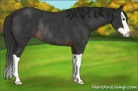 Horse Color:Liver Chestnut Splash Rabicano 