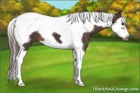Horse Color:Liver Chestnut Splash Tobiano Frame