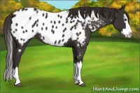 Horse Color:Liver Chestnut Sabino Splash Appaloosa 