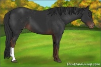 Horse Color:Liver Chestnut Varnish 