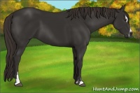 Horse Color:Liver Chestnut Sabino 