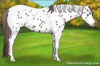 Horse Color:Liver Chestnut Sabino Splash Tobiano Appaloosa 