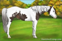 Horse Color:Liver Chestnut Splash Tobiano Appaloosa 