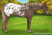Horse Color:Liver Red Roan Appaloosa 