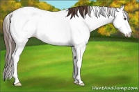 Horse Color:Liver Chestnut Sabino Near Leopard 