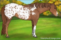 Horse Color:Chestnut Appaloosa 