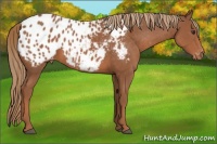 Horse Color:Chestnut Appaloosa