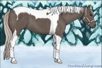 Horse Color:Silver Black Tobiano 