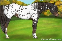Horse Color:White Spotted Liver Chestnut Appaloosa 