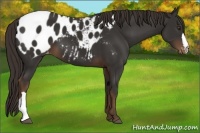 Horse Color:Liver Chestnut Appaloosa 