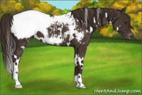 Horse Color:White Spotted Liver Chestnut Snowcap 