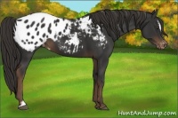 Horse Color:Liver Chestnut Sabino Appaloosa 