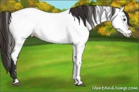 Horse Color:Liver Chestnut Sabino Appaloosa 