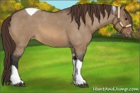 Horse Color:Bay Roan Dun Tobiano Varnish
