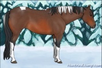 Horse Color:Bay Roan Tobiano