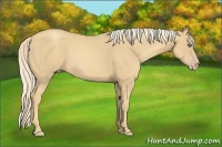 Horse Color:Gold Cream Champagne