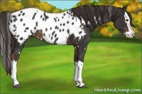 Horse Color:White Spotted Liver Chestnut Sabino Splash Appaloosa 