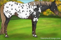 Horse Color:White Spotted Liver Chestnut Appaloosa 