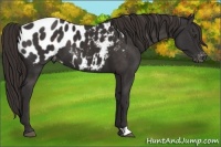 Horse Color:Liver Chestnut Appaloosa 