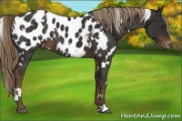 Horse Color:White Spotted Liver Chestnut Blanket 