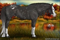 Horse Color:Liver Chestnut Splash Appaloosa 