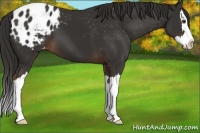 Horse Color:Liver Chestnut Sabino Splash Appaloosa 