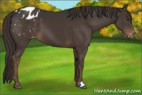 Horse Color:Liver Chestnut Appaloosa 