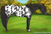 Horse Color:Liver Chestnut Appaloosa 