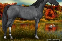 Horse Color:Blue Roan 