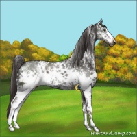 Horse Color:White Spotted Liver Chestnut 