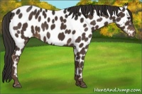 Horse Color:Liver Chestnut Appaloosa 