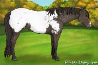 Horse Color:Liver Chestnut Appaloosa 